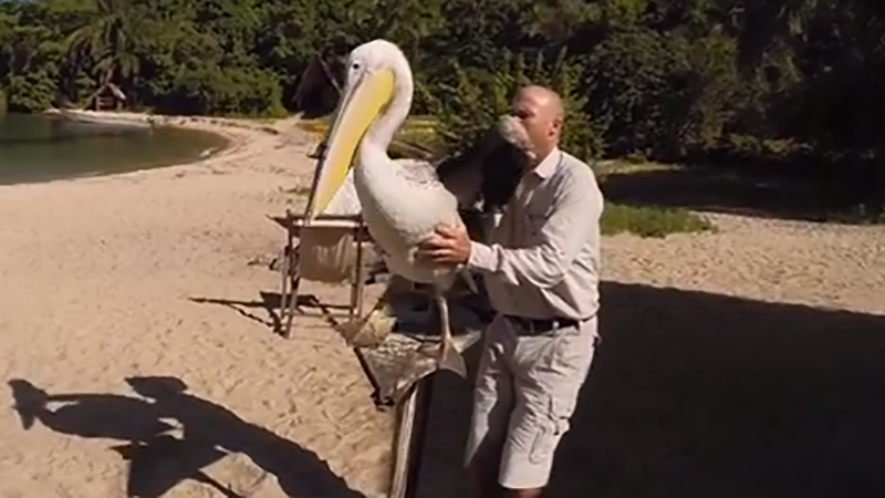 Illustration for article titled Watch a pelican flying from a camera on his beak